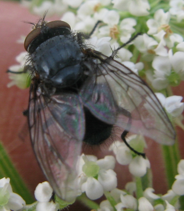 Calliphora vicina M (Calliphoridae)